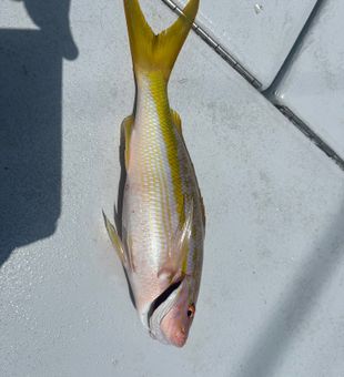 Beautiful yellowfin caught on Riviera Beach fishing charter!