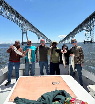 Striped bass under the Chesapeake Bay Bridge.