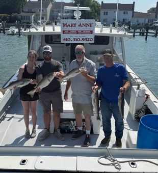 Outstanding striped bass action in Oxford MD waters!