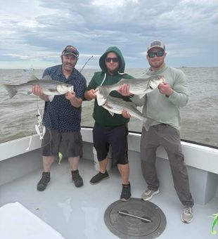 Striped Bass Trio!