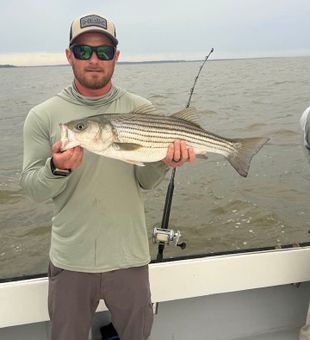 Striped Bass Success!