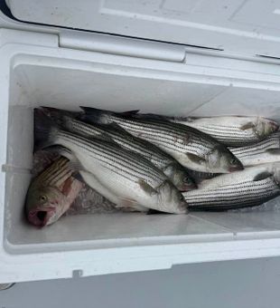 Cooler full of striped bass.