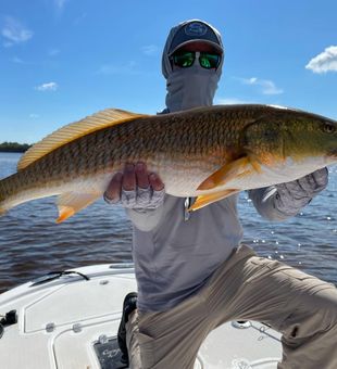 Redfish basks in the warm glow of the setting sun.