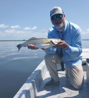 Speckled Trout dance beneath the surface