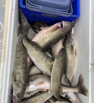 Walleye Stack - Lake Erie.