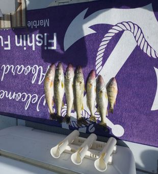 Mixed bag of perch and walleye from Lakeside Marblehead!