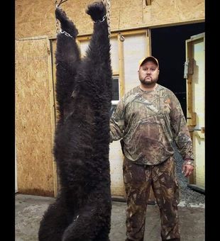 Processing our successful bear hunt for 2021