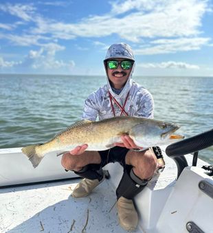 Big speckled trout under bluebird skies.