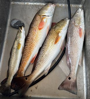 Fresh South Padre Island redfish and speckled trout catch.

