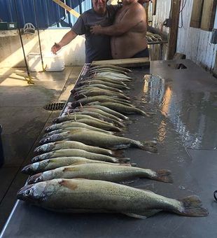 Big bites from Lake Eerie!