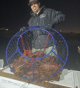 Catch a lot of delectable Lobster