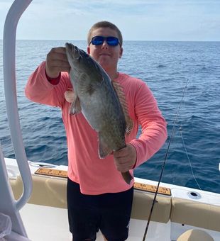 Reeled a huge one! Grouper!