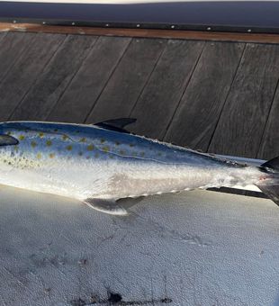 Spanish Mackerel Caught: Morehead City Fishing!