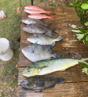 Mahi and more: Morehead City Fishing