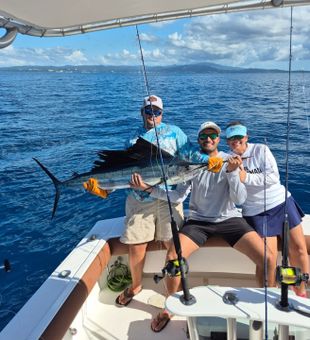 Atlantic sailfish success in Dorado PR waters!
