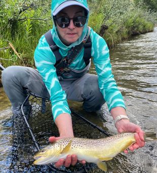 Beautiful brown trout