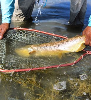The majestic brown trout: A true prize 