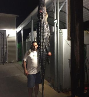 Chasing trophy gators after dark.