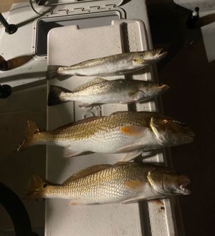 Redfish in Galveston 2022