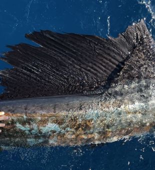 Florida's Sailfish Elegance