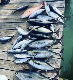 Tuna Haul Of The Day In Florida Waters