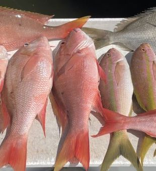 Florida's Coastal Red Haul