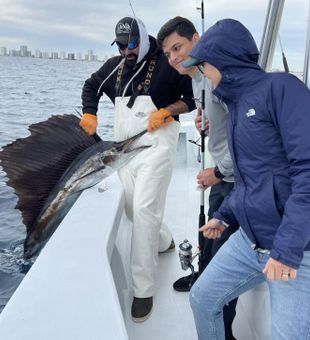 Sailfish Moments In Florida