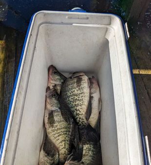 Loaded cooler!