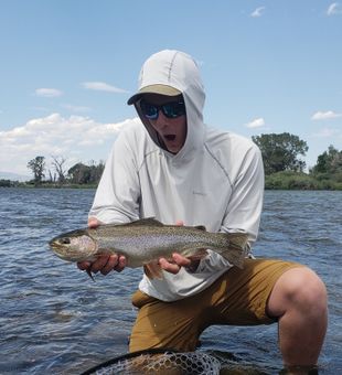 Rainbow Trout in Missouri River, MT