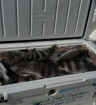 Sheepshead Bucket Full - New Orleans, LA.