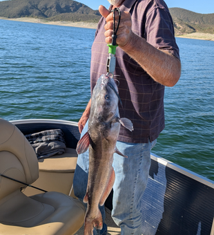 Nice channel catfish using light tackle techniques at Scorpion Bay Grill!