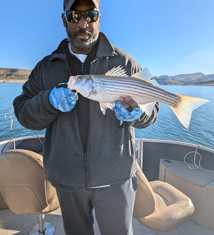 Beautiful Lake Pleasant striped bass caught jigging and trolling!