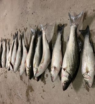 Morristown striped bass and mullet filling the deck!