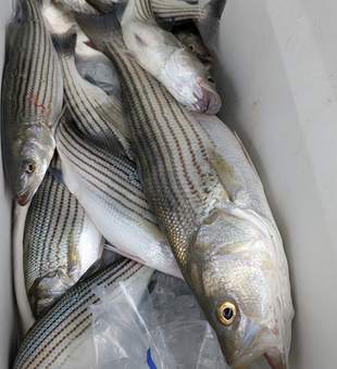Nice striped bass on jigging and trolling with light tackle today!