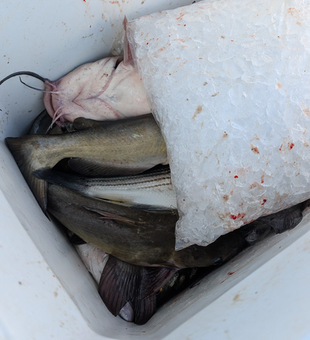Great jigging and trolling session with striped bass in the cooler! Clear conditions made for an exciting day on the water.