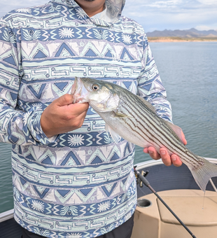 Beautiful Lake Pleasant striped bass ready for the camera!