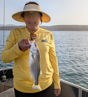 Lake Pleasant striped bass caught on light tackle!