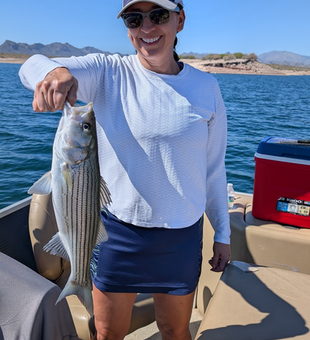 Lake Pleasant striped bass brought to the boat!