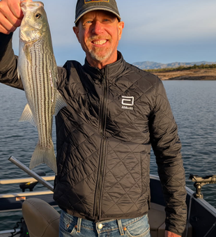 Beautiful Lake Pleasant striped bass making the day!