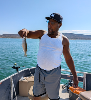 Beautiful Lake Pleasant striped bass caught jigging and trolling!