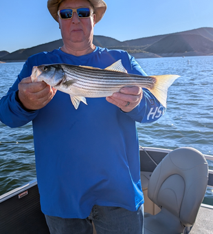 Beautiful Lake Pleasant striped bass on the water!