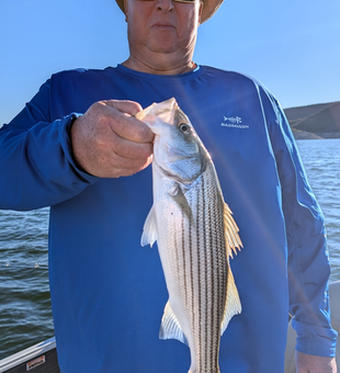 Beautiful Lake Pleasant striped bass on deck!