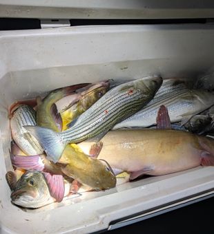 Multiple striped bass landed in Morristown AZ!