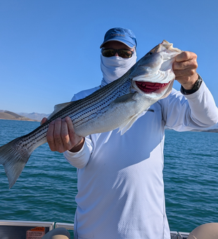 Hooked an awesome striped bass with some clever techniques!