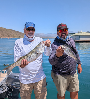 Reeling in a pair of striped bass on a clear day in Peoria!