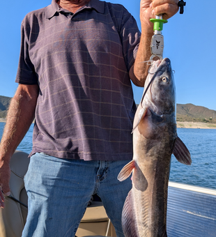 Nice white catfish using jigging and trolling with light tackle at Scorpion Bay Grill!