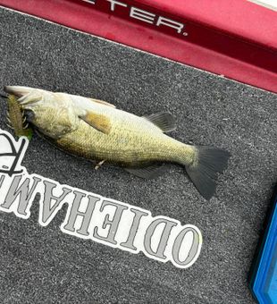 Big catch! Largemouth bass showing off its size. 