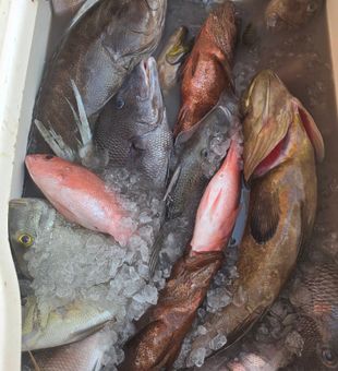 Mixed bag of bottom fish from Sneads Ferry waters!
