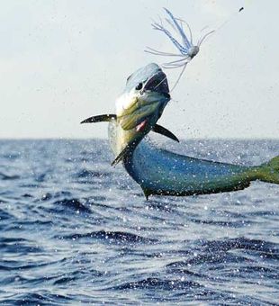 Sun, sea, and the perfect catch