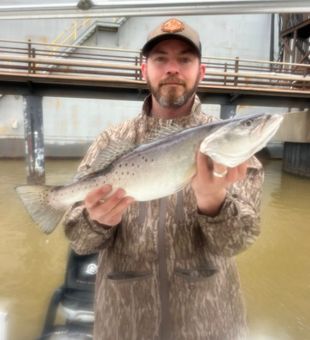 Hefty speckled trout haul!